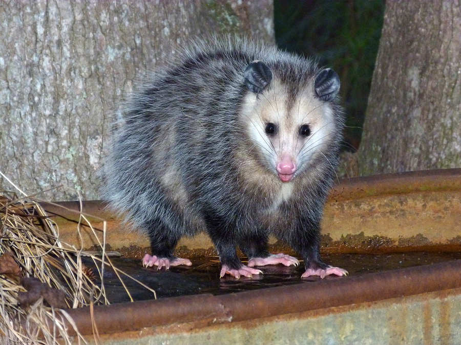 Indianapolis Opossum Removal and Control 