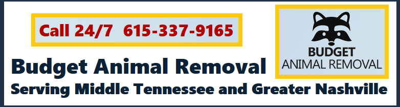 Tennessee Wildlife Removal and Control 615-337-9165
