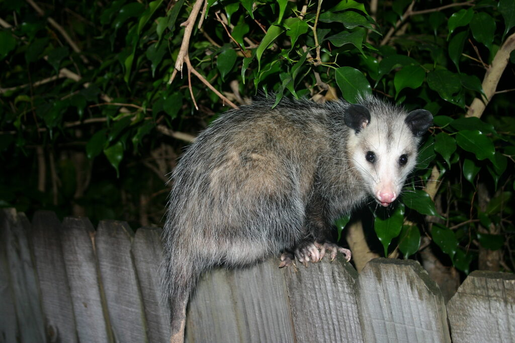 Indiana Opossum Removal and Control