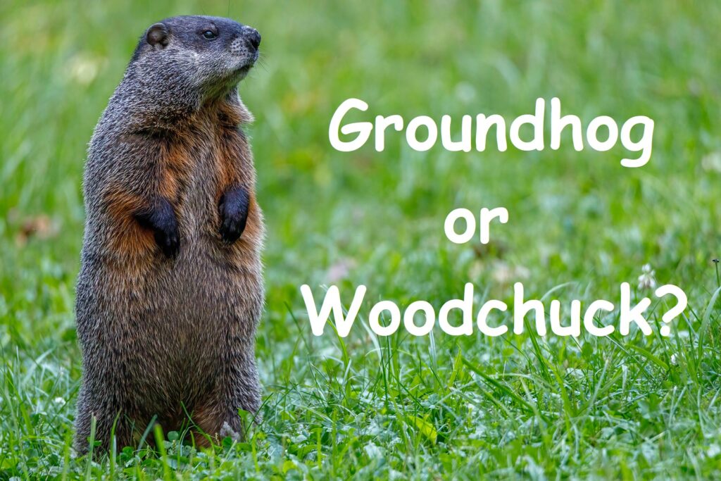 Tennessee Groundhog Removal and Control 