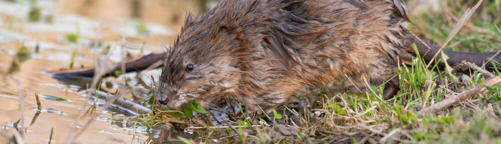 Muskrat Trapping Indianapolis Indiana 317-875-3099