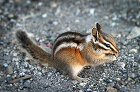Chipmunk Removal and Control Nashville TN