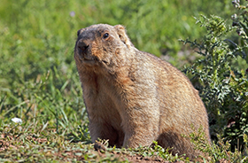Groundhog Removal and Control Nashville TN