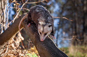 Opossum Removal and Control Nashville TN