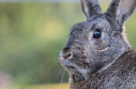 Rabbit Removal and Control Nashville TN