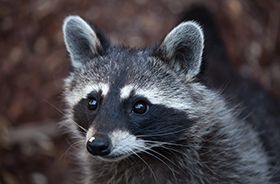 Raccoon Removal and Control Nashville TN