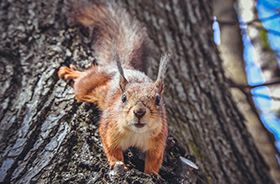 Squirrel Removal and Control Nashville TN