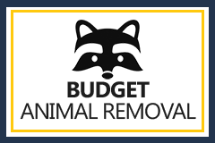 Budget Animal Removal
