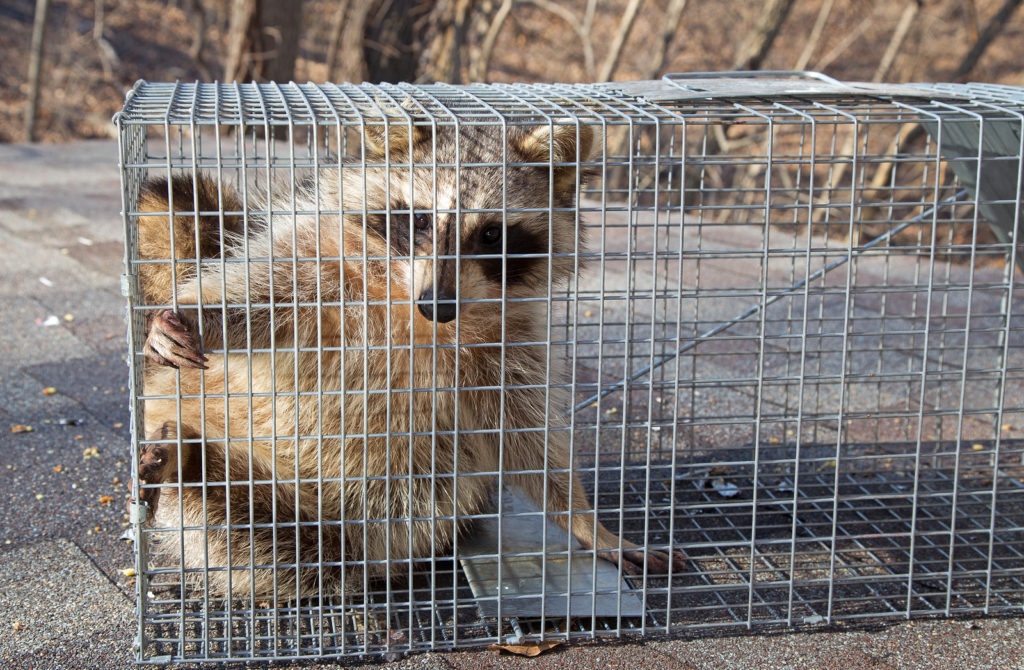 Wildlife Removal and Control Indianapolis, IN