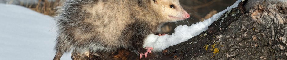 Indianapolis Wildlife Removal and Control 317-875-3099