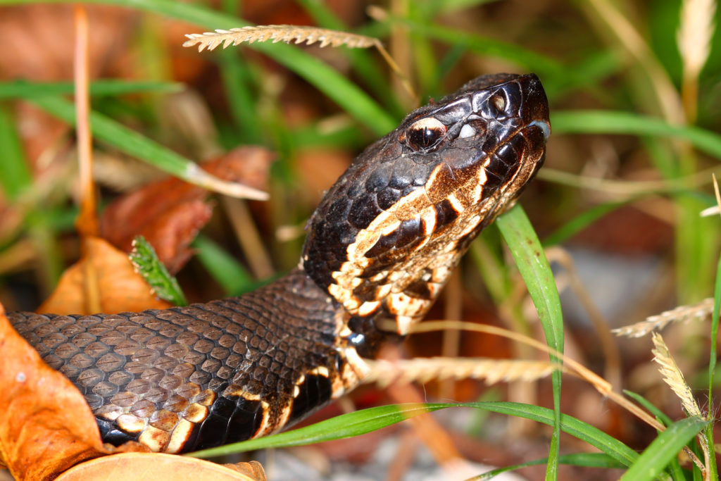 Indianapolis Snake Removal Control 317-875-3099