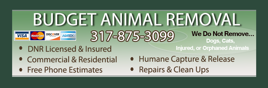 Budget Animal Removal