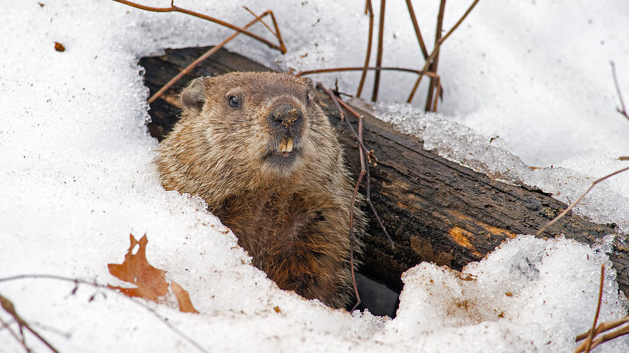 Indianapolis Groundhog Removal and Control