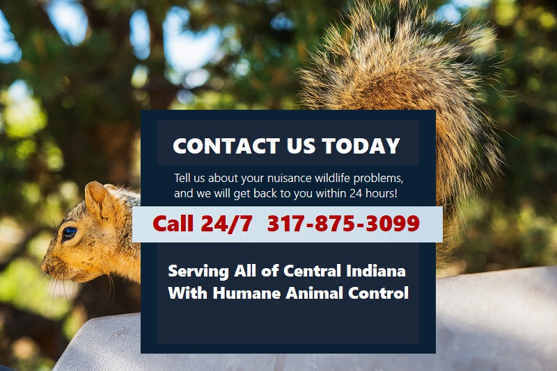 Indianapolis Wildlife  Control 317-875-3099
