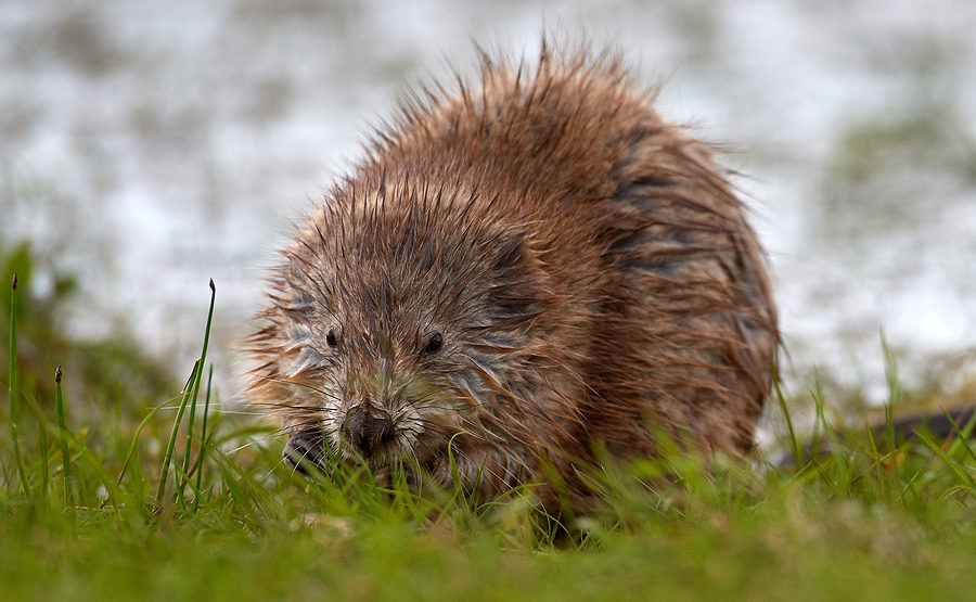 Indianapolis Muskrat Removal and Control