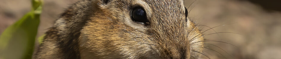 Indianapolis Chipmunk Removal and Control