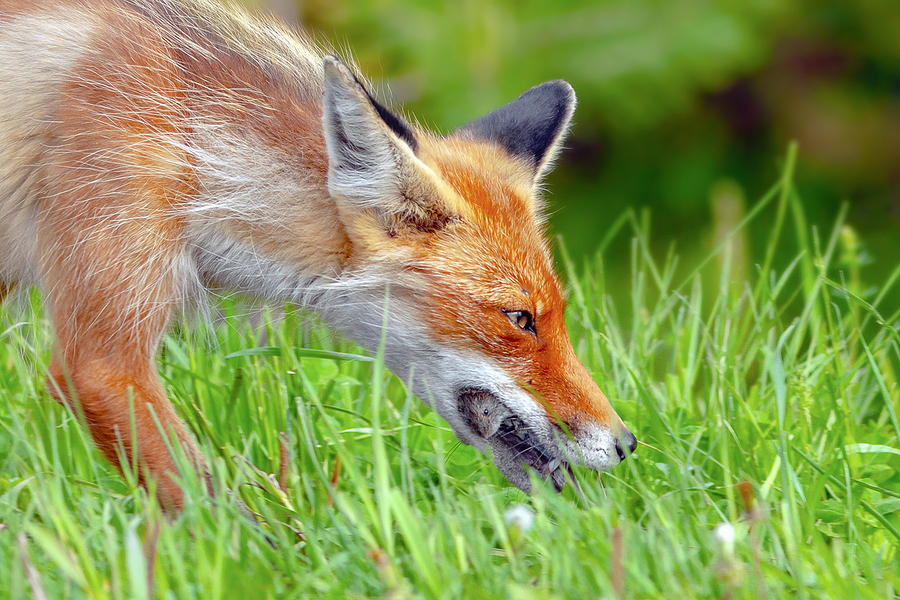 Indianapolis Fox Removal and Control 