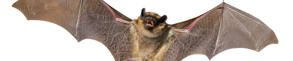 Indianapolis Bat Removal and Control