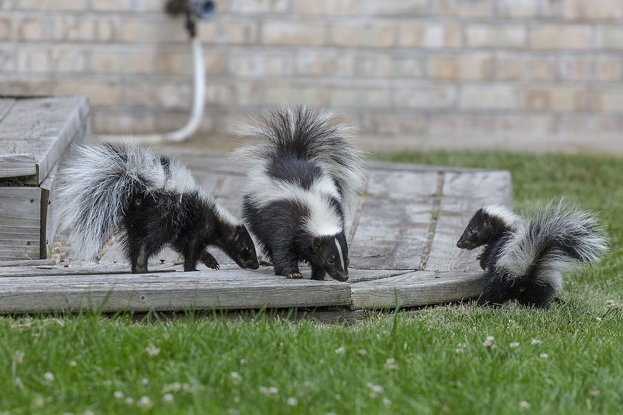 Indiana Skunk  Removal and Control 