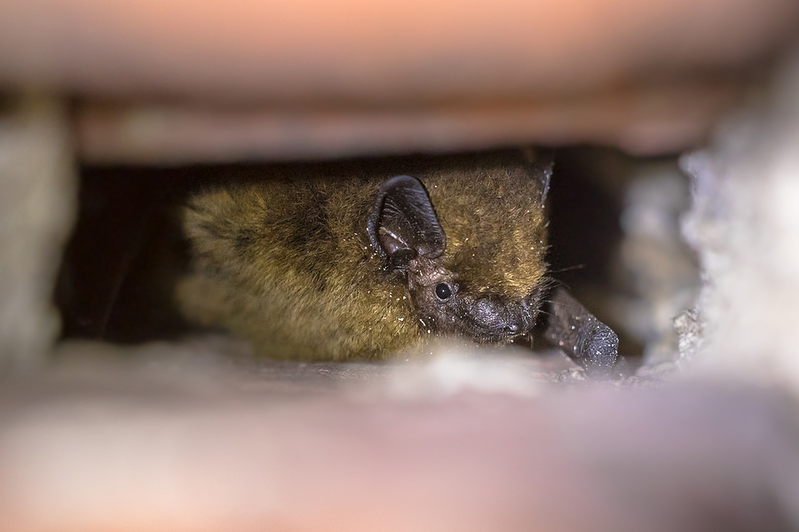 Indianapolis Bat Removal and Control 317-875-3099