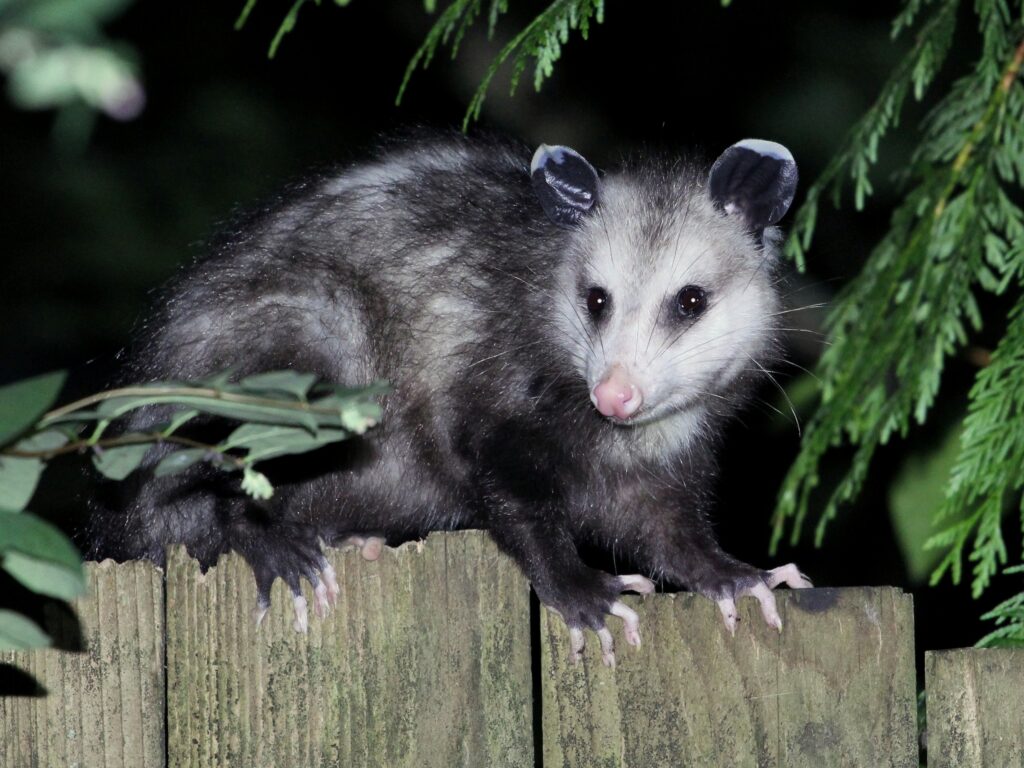 Indianapolis Opossum Removal and Control 317-875-3099