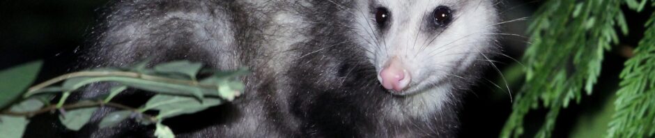 Indianapolis Opossum Removal and Control 317-875-3099