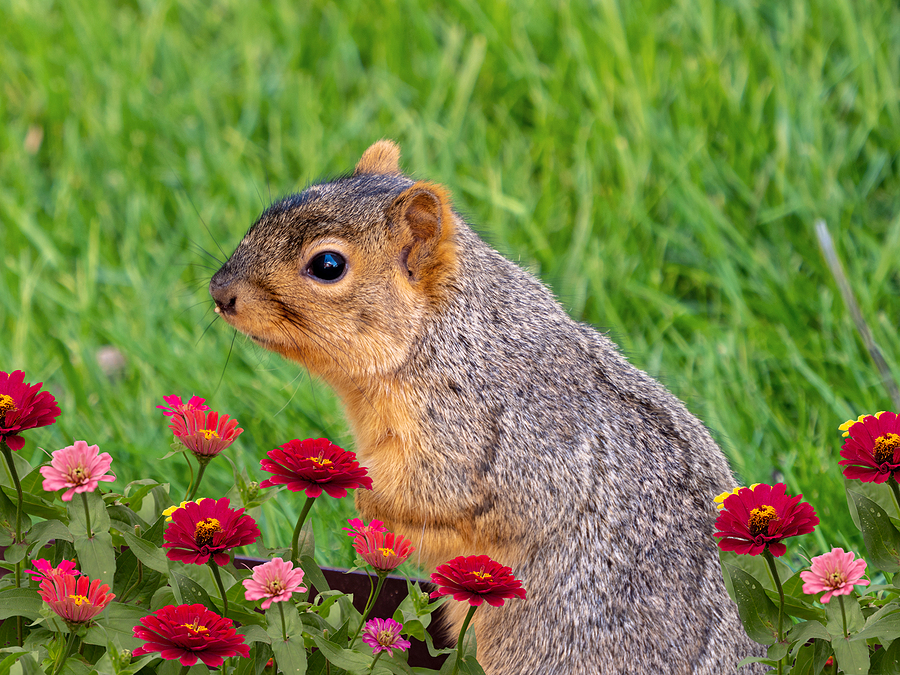 Indianapolis IN Squirrel Removal and Control 