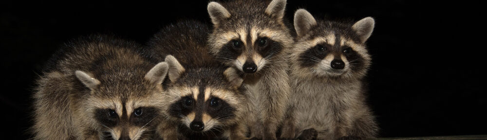 Indianapolis IN Raccoon Removal and Control
