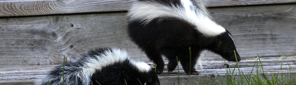 Indianapolis Skunk Removal and Control