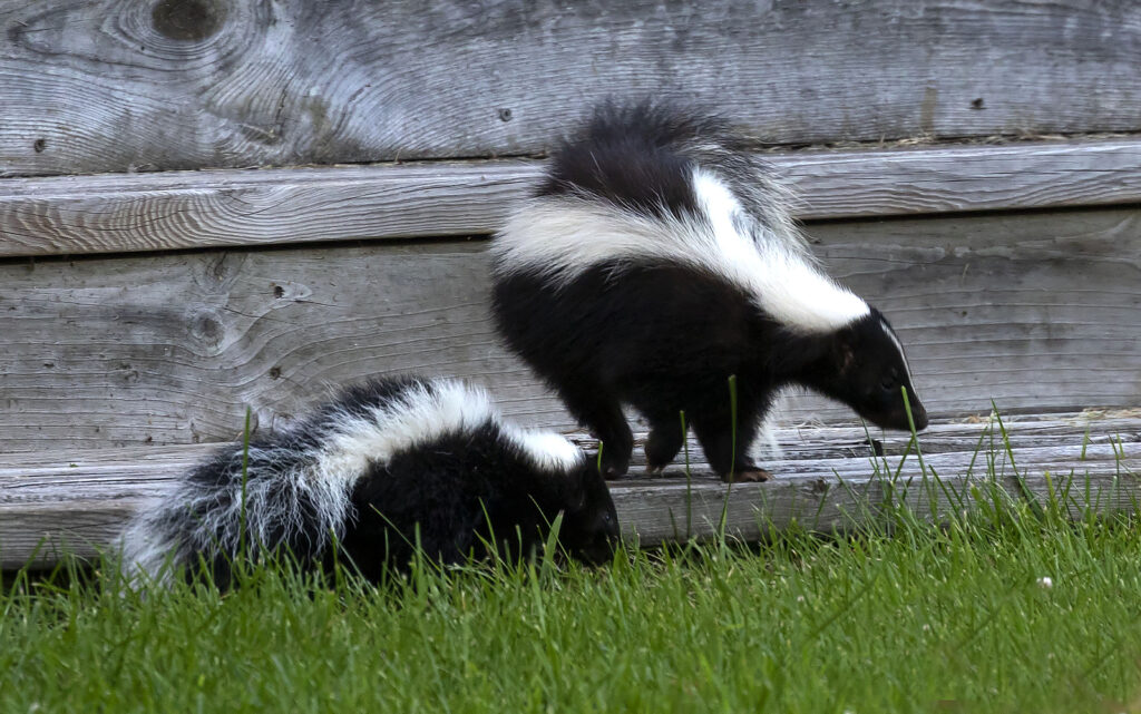Indianapolis Skunk Removal and Control