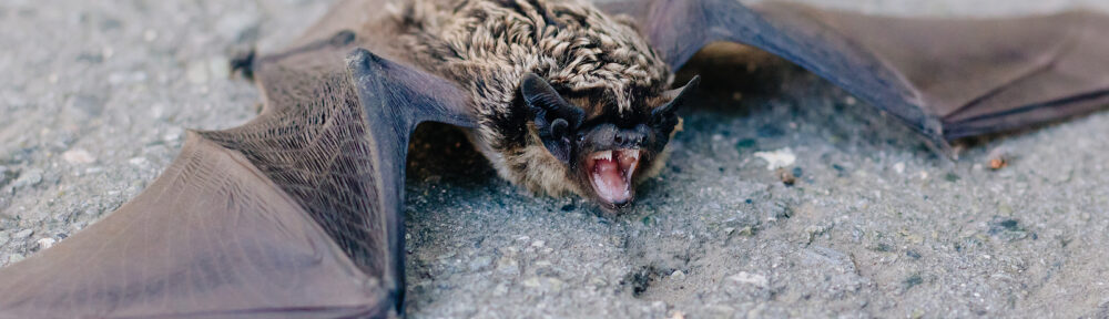 Indianapolis IN Bat Removal and Control 317-875-3099