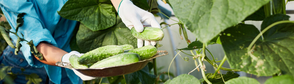 Indianapolis IN Raccoon Removal and Control