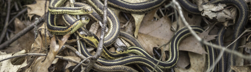 Indianapolis IN Snake Removal and Control 317-875-3099