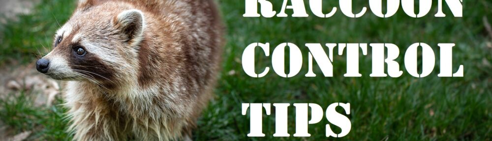 Get Rid of Raccoons Indianapolis Indiana 317-875-3099