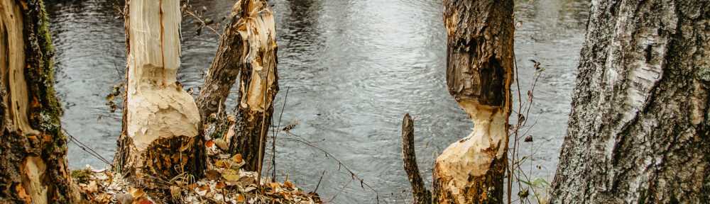 Beaver Critter Control Indianapolis Indiana 317-875-3099