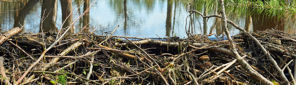 Beaver Removal Nashville Tennessee 615-337-9165