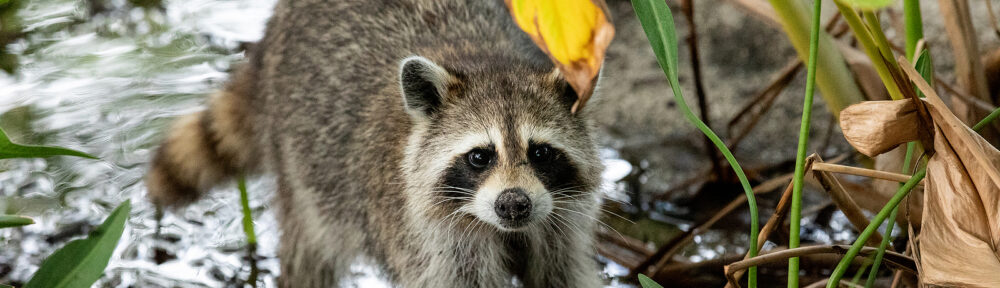 Indianapolis IN Raccoon Removal Company 317-875-3099