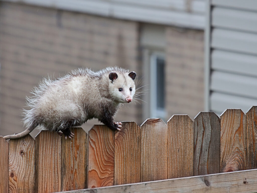 Opossum Control Nashville Tennessee 615-337-9165