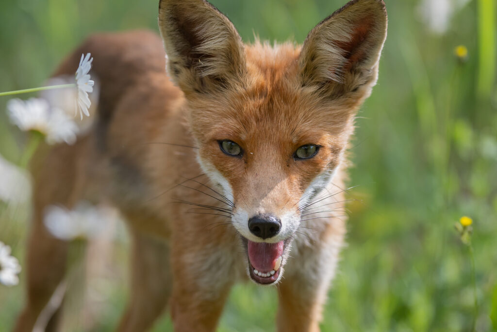 Get Rid of Foxes Indianapolis Indiana 317-875-3099
