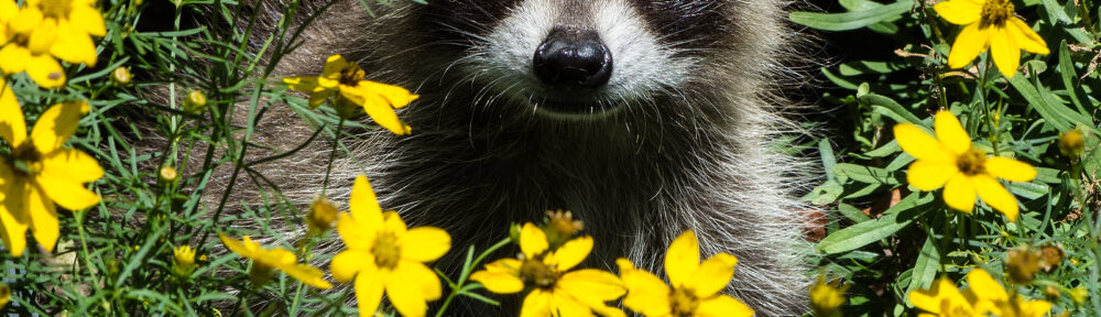 Raccoon Removal Nashville Tennessee 615-337-9165