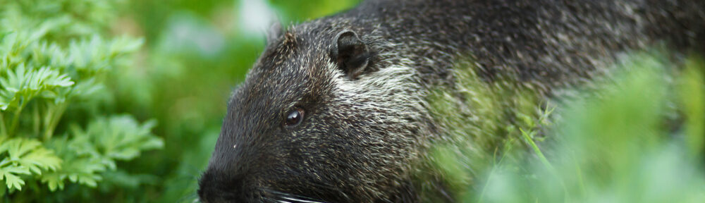 Muskrat Removal Nashville Tennessee 615-337-9165