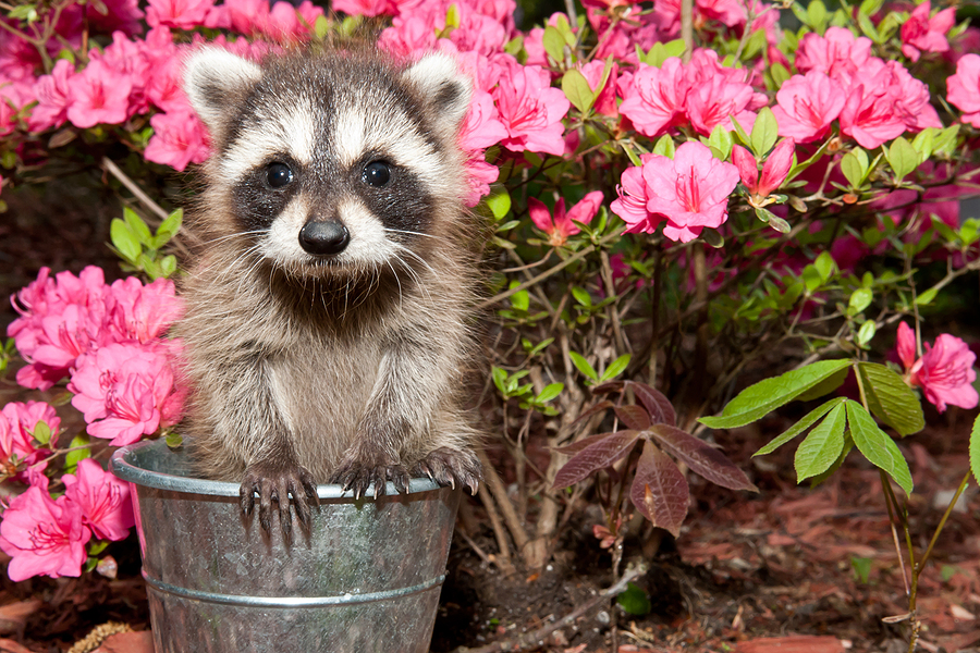 Get Rid of Raccoons Indianapolis Indiana 317-875-3099