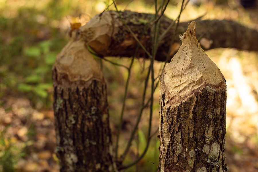 Call 317-875-3099 for Licensed and Insured Beaver Control in Nashville Tennessee.