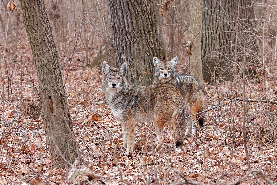 Call 317-875-3099 for Licensed and Insured Coyote Control in Indianapolis Indiana.