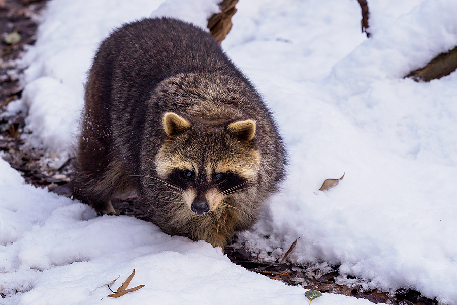 For Raccoon Control in Indianapolis, Call 317-875-3099 Today!