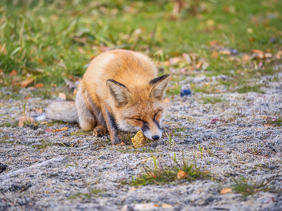 Call 317-875-3099 for Licensed and Insured Fox Control in Indianapolis Indiana.