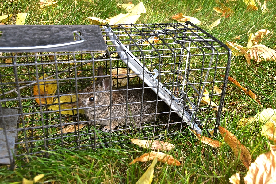 Call 317-875-3099 for Licensed and Insured Rabbit Removal Service in Indianapolis Indiana