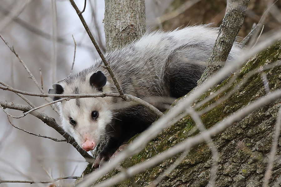 Call 615-337-9165  for Licensed and Insured Opossum Removal Services in Nashville TN