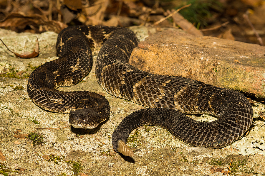 Call 615-337-9165 For Licensed Rattlesnake Control in Indianapolis Indiana