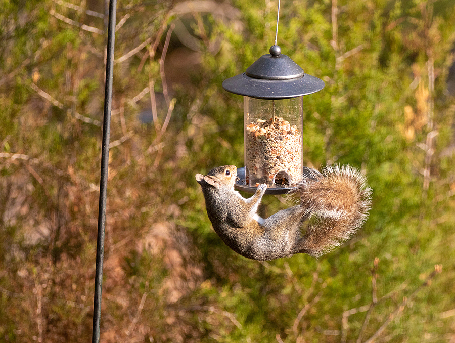 Call 317-875-3099 for Licensed and Insured Squirrel Removal in Indianapolis Indiana